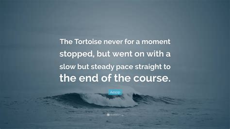  The Tortoise Who Went A-Travelling: Uncovering Wisdom Through the Slow and Steady Pace of Life?